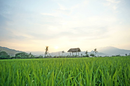 风景 夏天 亚洲 天空 食物 印度尼西亚 地平线 乡村 草地