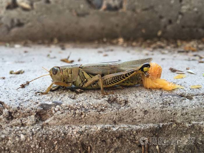 蚱蜢产卵
