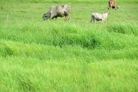 农业 牧场 农事 国家 风景 农田 牲畜 哺乳动物 动物