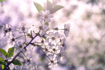 在早春的阳光下，苹果树上洁白柔嫩的花朵。新生活的开始。