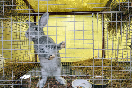 的复活节兔子对关在上面关于红色的国旗兔子毛皮对空速射炮隔离的向