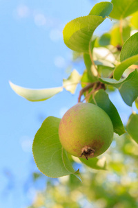 夏天花园里挂在树枝上的成熟梨