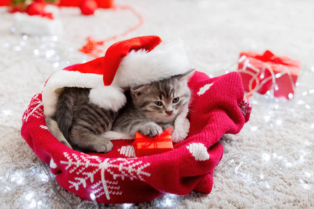 穿着圣诞老人服装的圣诞小猫拿着礼品盒。圣诞礼物圣诞礼物圣诞礼物概念舒适的假日家庭动物宠物小猫猫。关闭复制空间。圣诞礼物