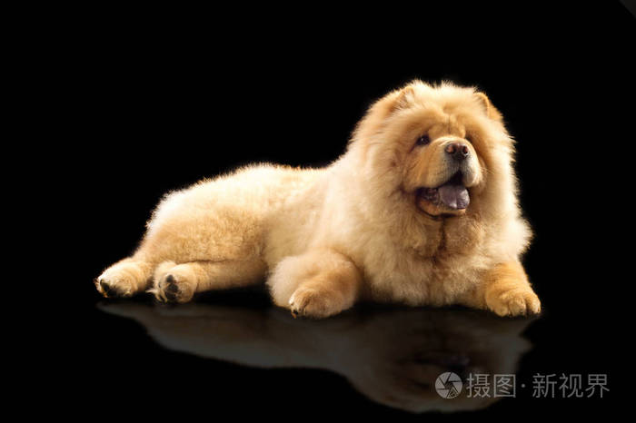 周星驰是一种狗，原产于中国北方，
