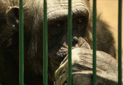 动物园里黑猩猩的特写镜头