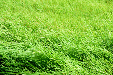 食物 夏天 大米 土壤 草坪 植物 自然 农业 环境 种子