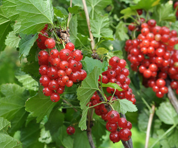 On the bush berries are ripe redcurrant 