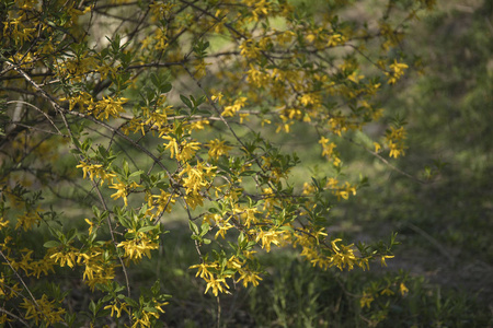 亮黄色的扫帚或连翘花拉丁名cytisus scoparius或spachianus在春天靠近