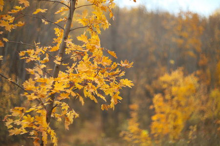 自然 落下 植物 天空 公园 秋天 枫树 太阳 森林 季节