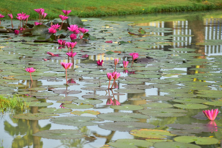 浮动 公园 反射 美女 自然 莲花 花园 植物区系 盛开