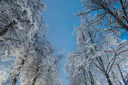 大雪后夜间有照明的城市公园雪巷。冬季城市景观。蓬松的雪。