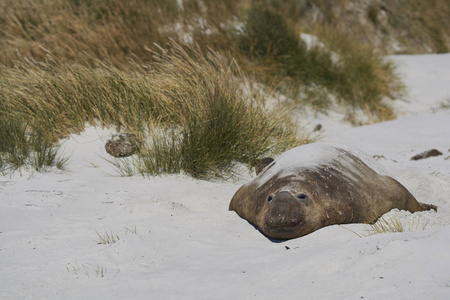 福克兰 长鼻 野生动物 海滩 密封 大西洋 南方 鼻子 哺乳动物