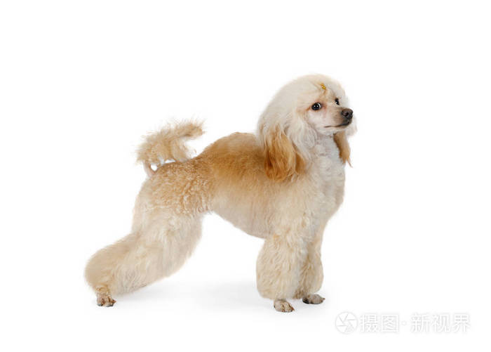 白色背景的白色玩具贵宾犬照片 正版商用图片26ahhu 摄图新视界