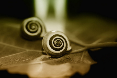 秋天彩叶上的小蜗牛，特写镜头