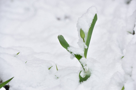 四月雪下花园里的郁金香花图片