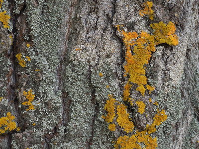 环境 森林 木材 树干 苔藓 树皮 材料 自然 真菌 古老的