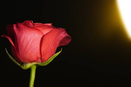 人造光下的红色花朵,黑色背景,红色花瓣和绿色树干照片