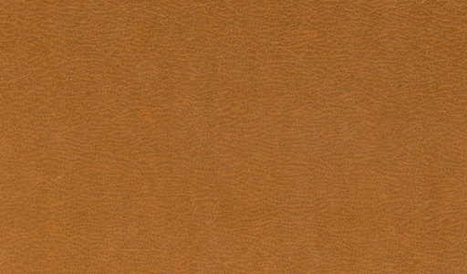 地面榛子图片-地面榛子素材-地面榛子插画-摄图新视界