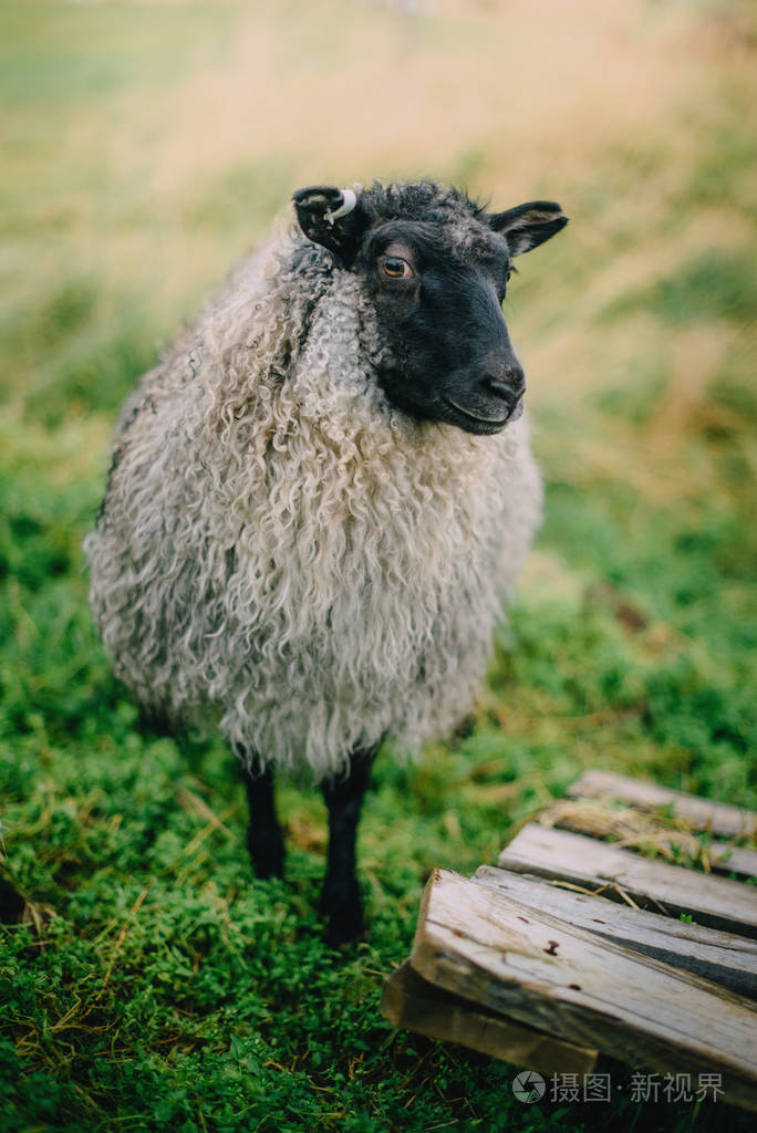 一只灰色的冰岛绵羊的画像羊毛很厚头是黑色的