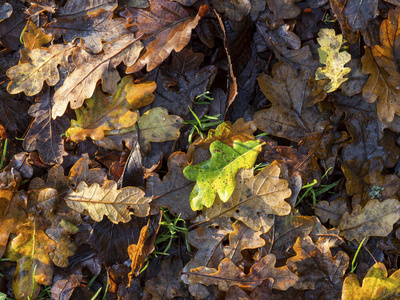 晚秋林地地板上的橡树叶凋落物