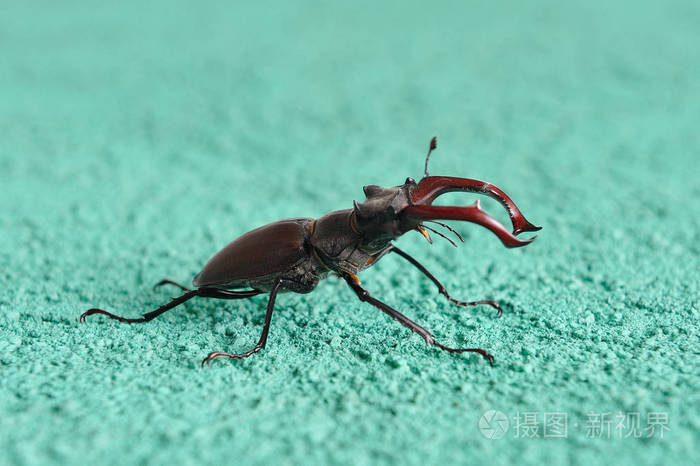 一只鹿甲虫坐在建筑物的墙上