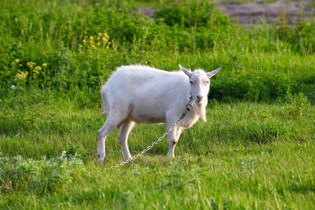 绿草地上美丽的白山羊