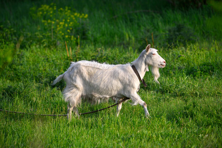 绿草地上美丽的白山羊