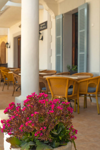 Focus on Plant With Pink Flowers in Front of a Romantic Terrace 