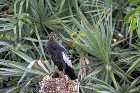 佛罗里达沼泽里的猛禽图片