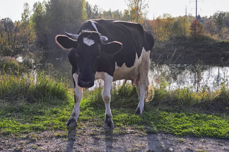 村庄场景奶牛从牧场回来。初秋。
