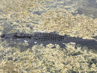 佛罗里达享受阳光的短吻鳄