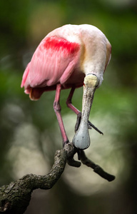 粉红色 自然 琵鹭 苍鹭 白鹭 动物 佛罗里达州 野生动物