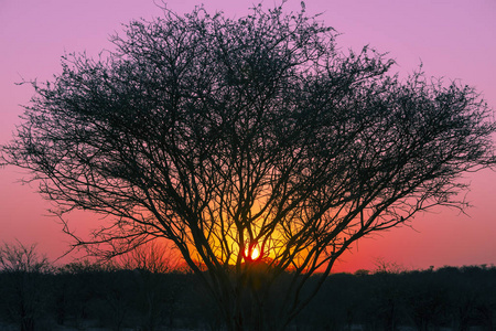 沙漠树黄昏图片