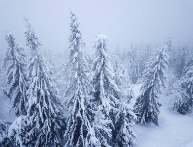 雪山针叶林中的暴风雪飞行图片