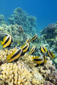 热带海底五彩缤纷的珊瑚礁，成群结队的班纳菲什群，水下景观