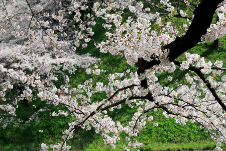 公园 风景 颜色 花园 植物区系 春天 文化 盛开 樱桃