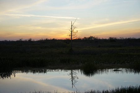 沼泽中的日落
