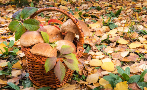 秋季背景野生食用蘑菇图片