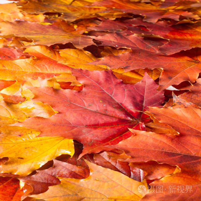 autumn painting, autumn maple leaves, different colors. yellow