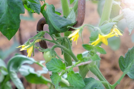 小的绿色番茄和黄色的花生长在番茄植株上，特写。