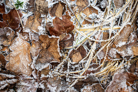 晚秋落叶和草被白霜覆盖或图片