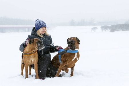 冬天下雪的时候，一个女人带着拳击犬在散步。爱和友谊。