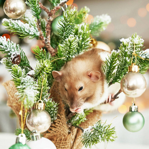 圣诞老鼠象征着2020年的新年。鼠年。2020年春节。圣诞玩具，博克。圣诞装饰品背景上的老鼠。圣诞贺卡模板新年