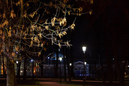 夜间公园。有照明的树枝。城市灯树。景观