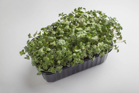 在白色隔离的塑料碗中发芽的种子或微绿色植物