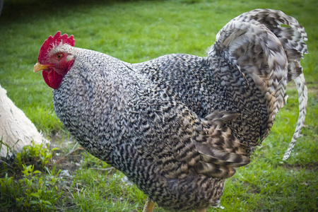 自然 笼子 家禽 羽毛 村庄 农场 动物 特写镜头 母鸡