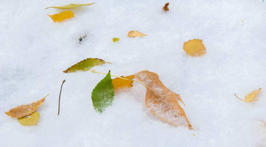 初雪，深秋，秋叶上的雪。降雪