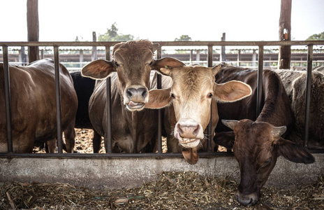 农场主放养的奶牛等着喂青草图片