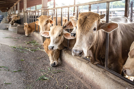 农场主放养的奶牛等着喂青草图片