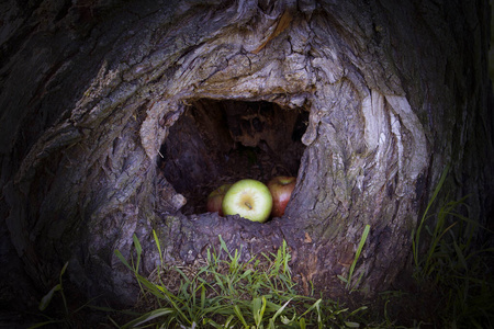 苹果 避难所 夏天 自然 木材 纹理 农业 收获 特写镜头